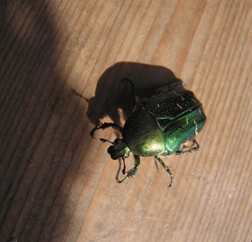 Photograph by Наталья Жигарева