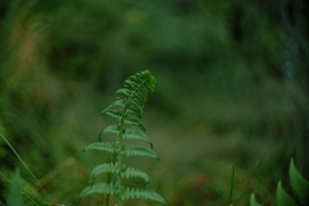 Стебель папоротника