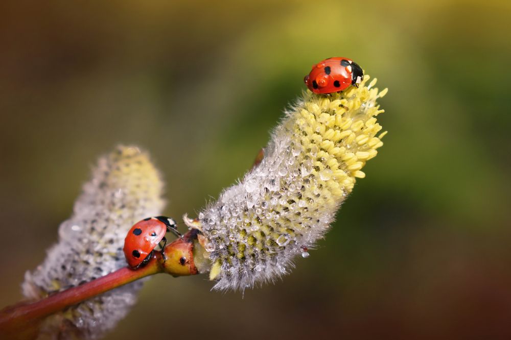 Photograph by Aušrinė Bui