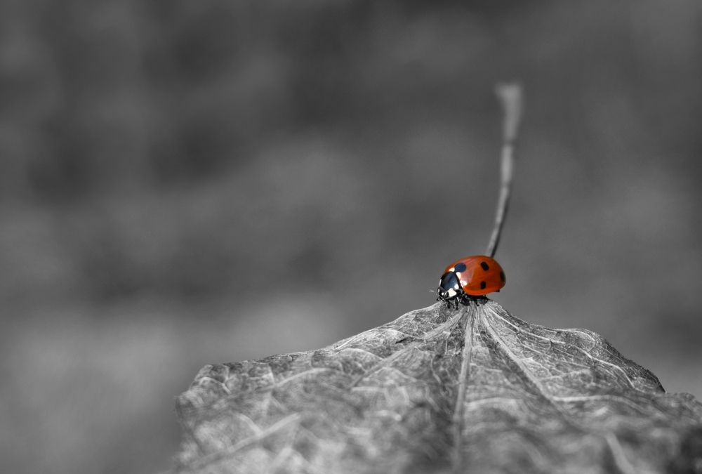 Photograph by Aušrinė Bui