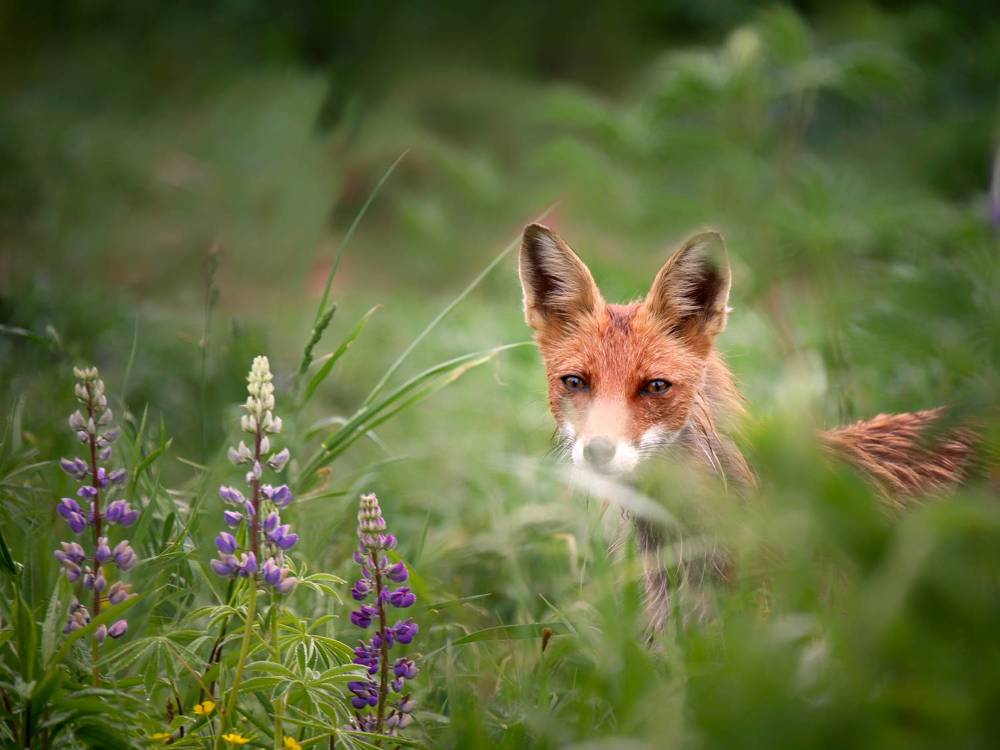 Любопытная