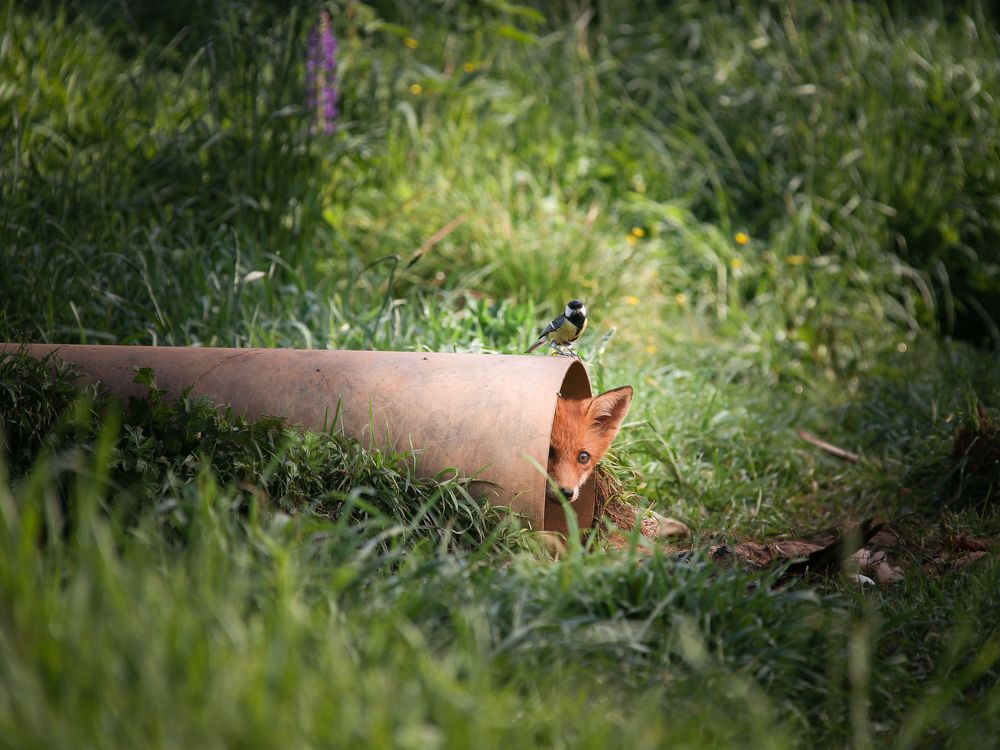 Опасные друзья