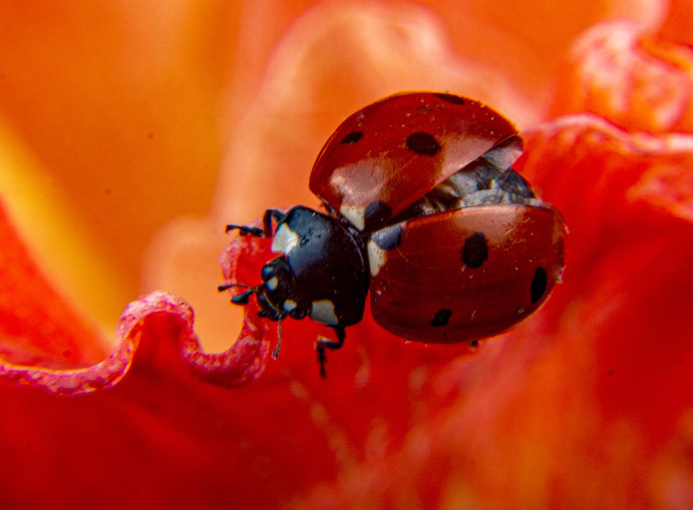 Photograph by Сергей Савчук