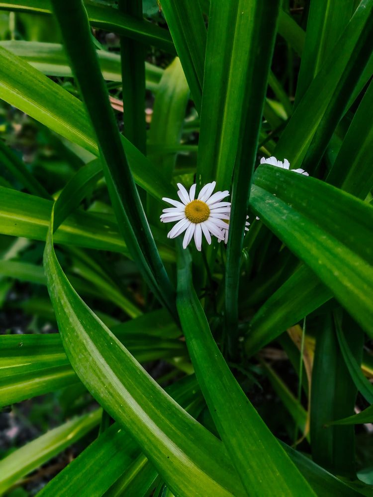 Photograph by Симикова Светлана