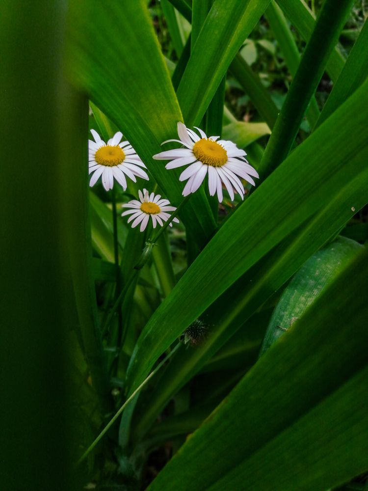 Photograph by Симикова Светлана
