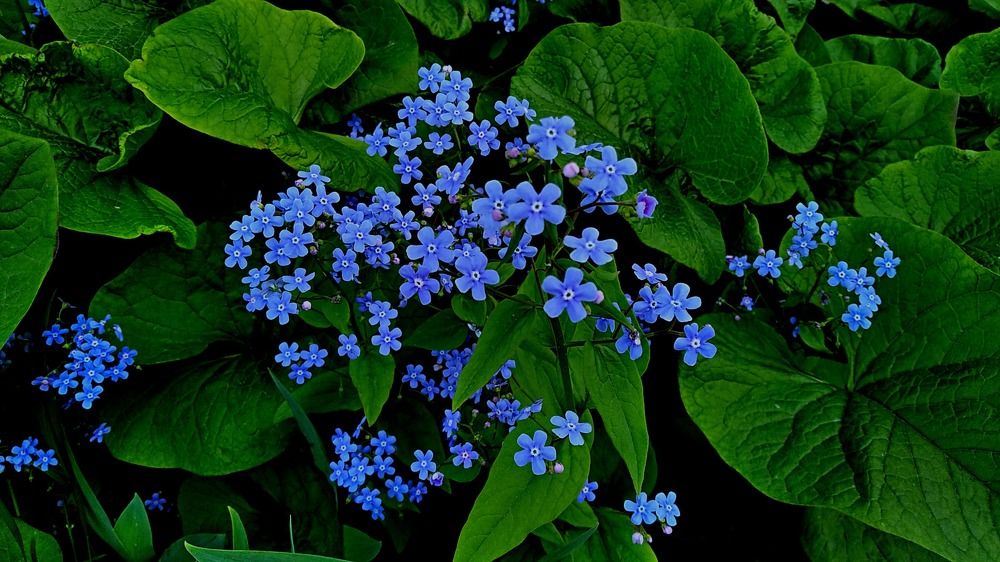 Photograph by Irina Dali