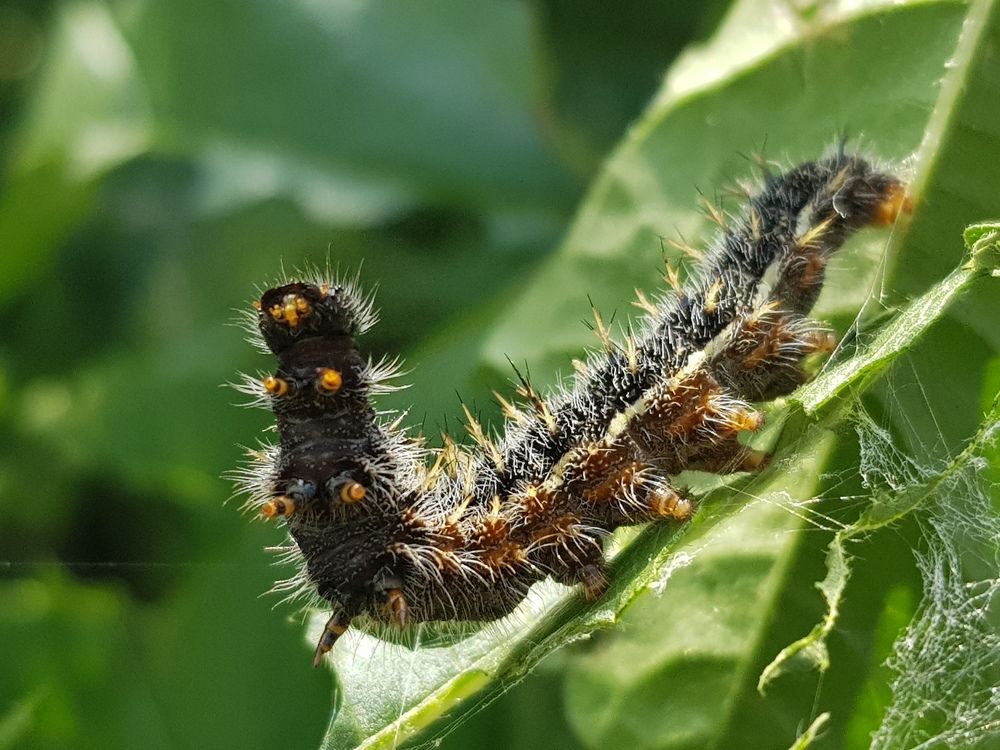 Photograph by Zahra HassanPour