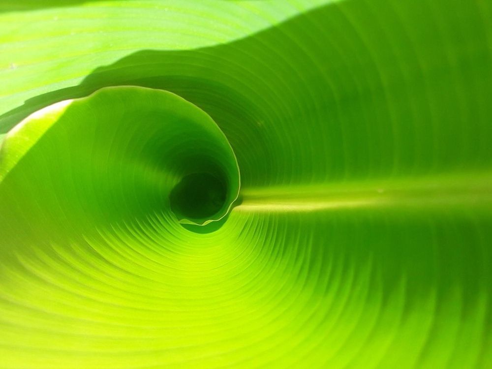 Фотография автора Елена Самофалова