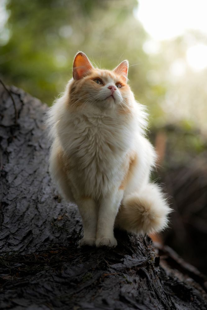 Photograph by Tomas Andonie