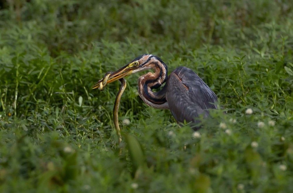 Photograph by Rajeeb Bharali