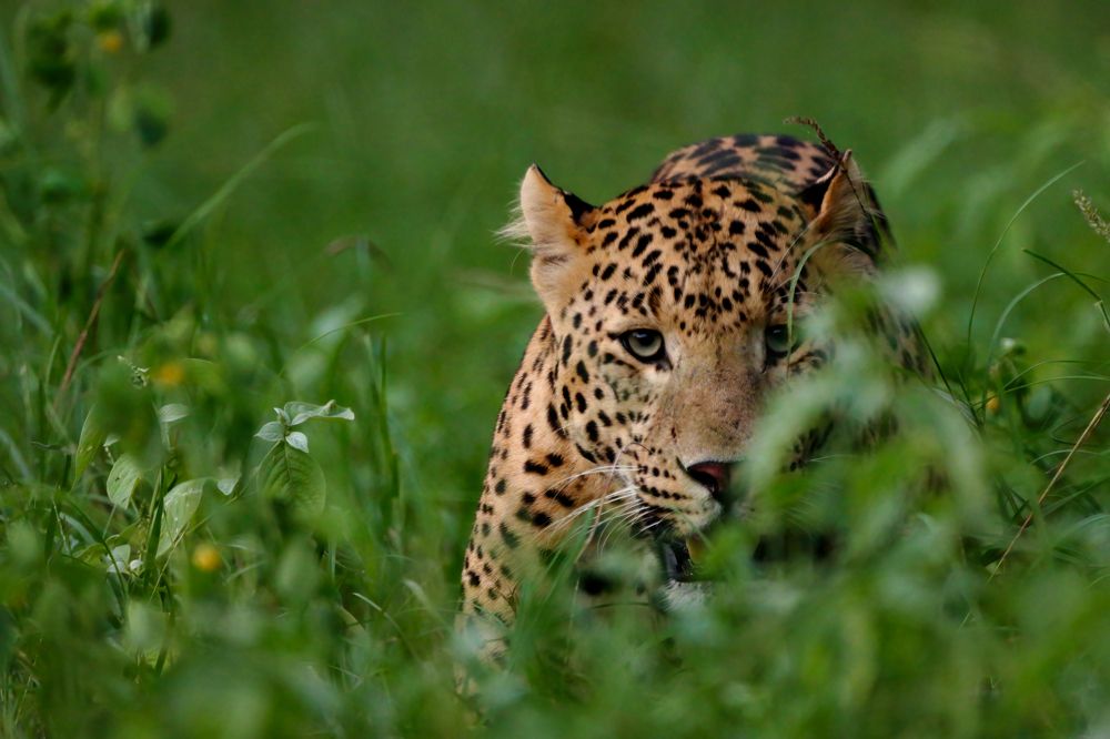 Peeking from the grass