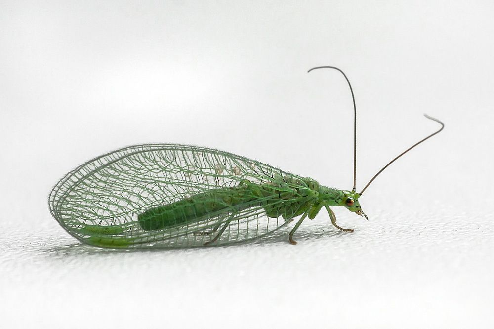 Photograph by Соколова Елена