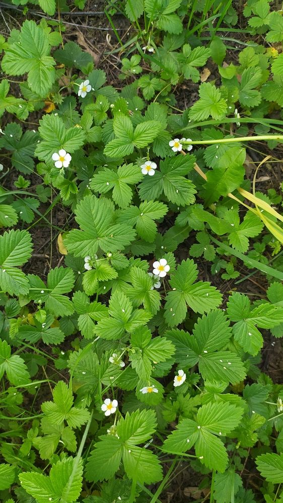 Photograph by Любовь Новикова