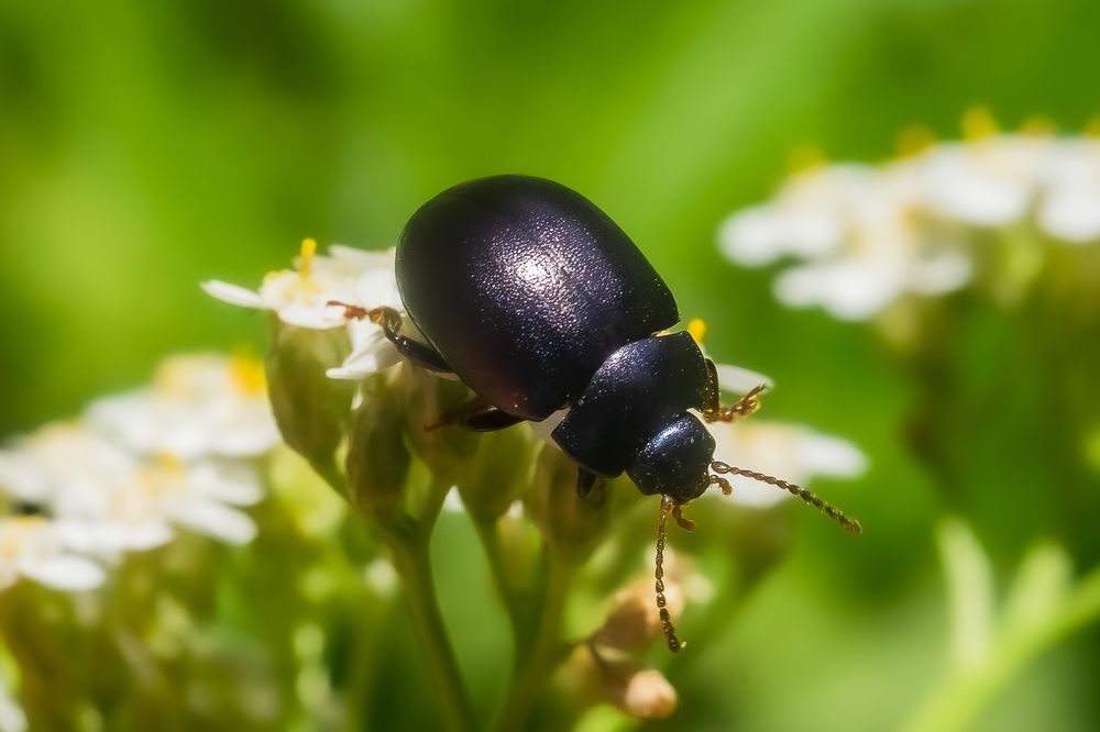 Жук листоед черный.