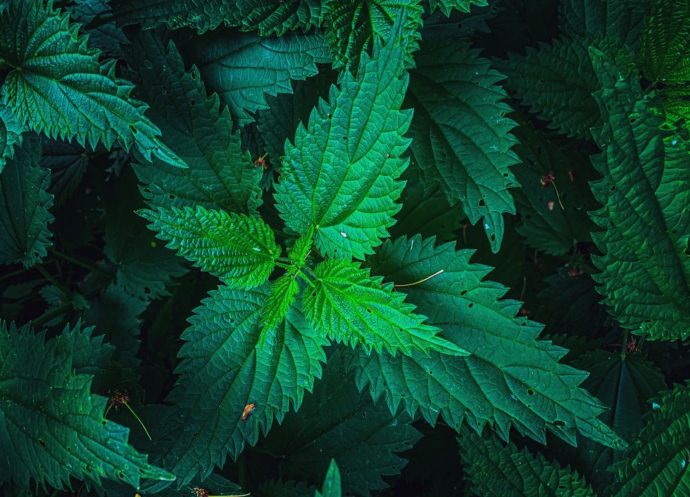 Photograph by Никита Борзов