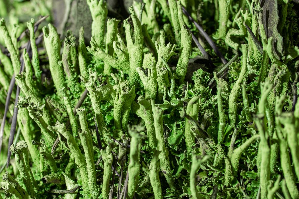 Photograph by Сергей Петренко