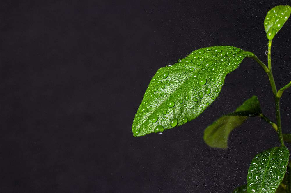 Photograph by Сергей Петренко