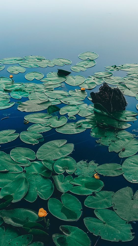 Photograph by Катерина Магало