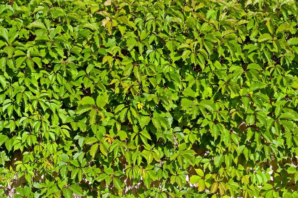 Photograph by Валерий Клейменов