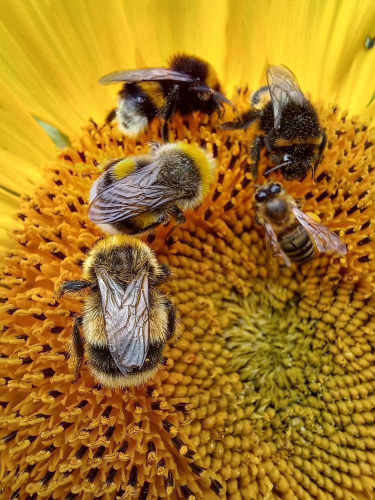 Шмели на подсолнухе