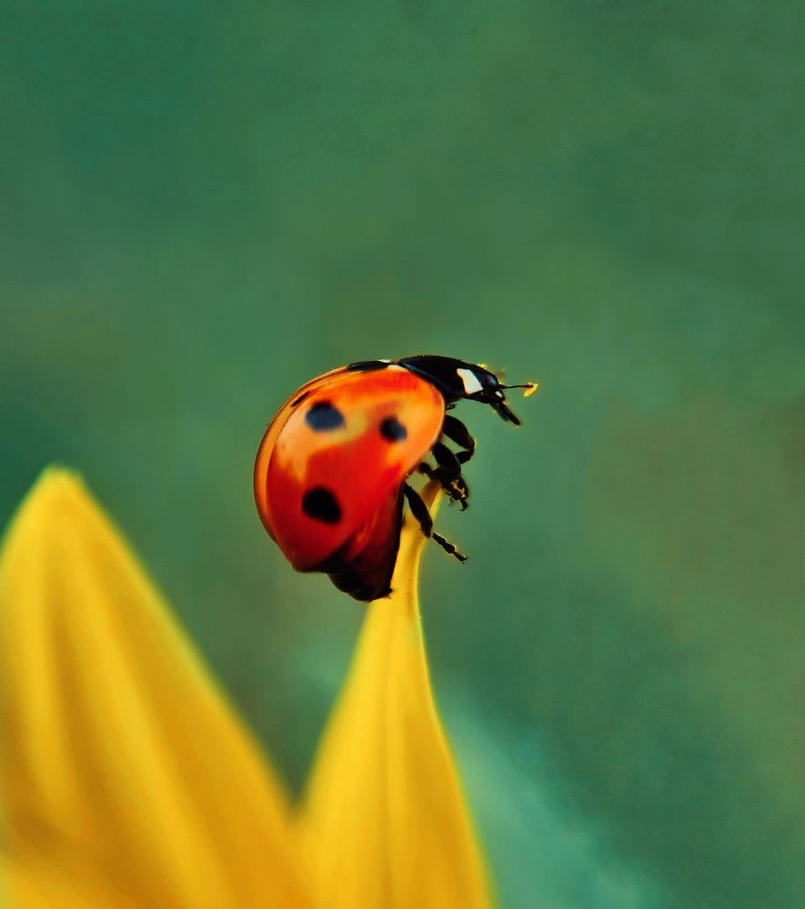 Photograph by Ольга Веселова