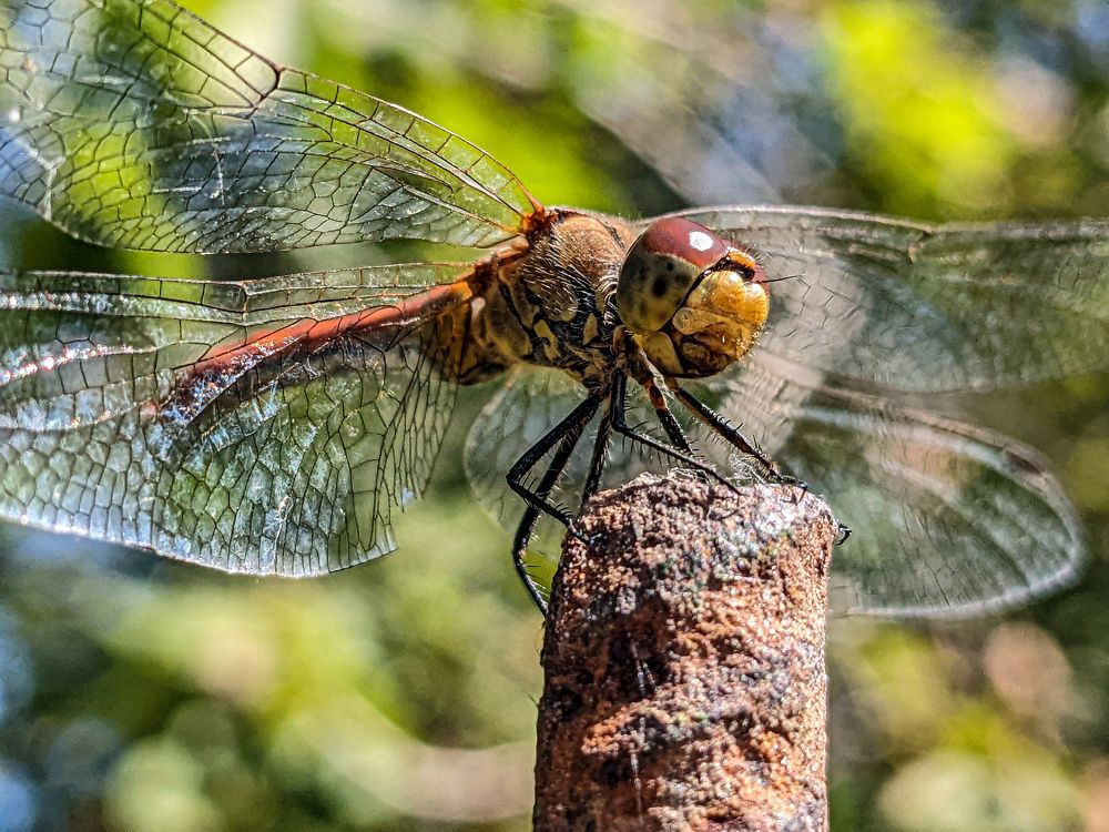 Photograph by Lavlad L