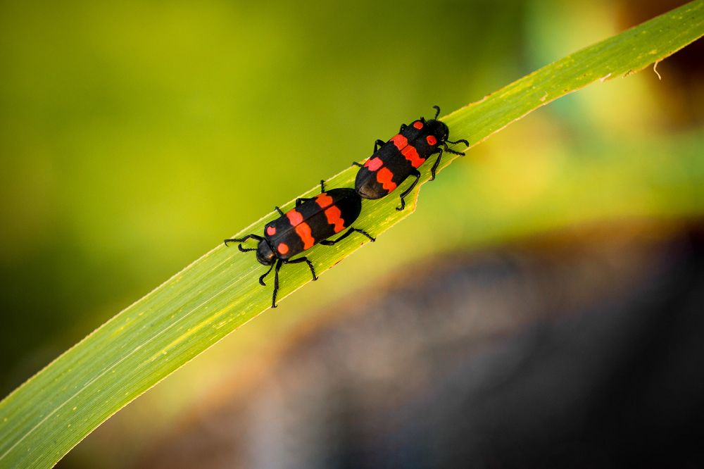 Photograph by vatsal mandaviya