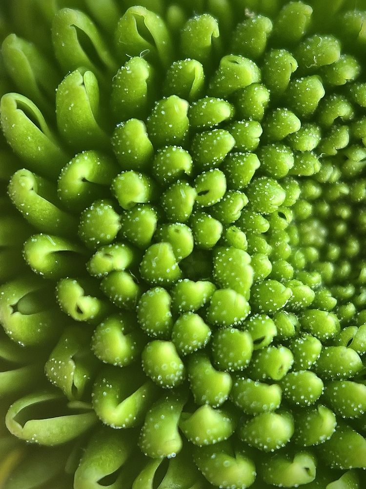 Photograph by Шевалье Татьяна