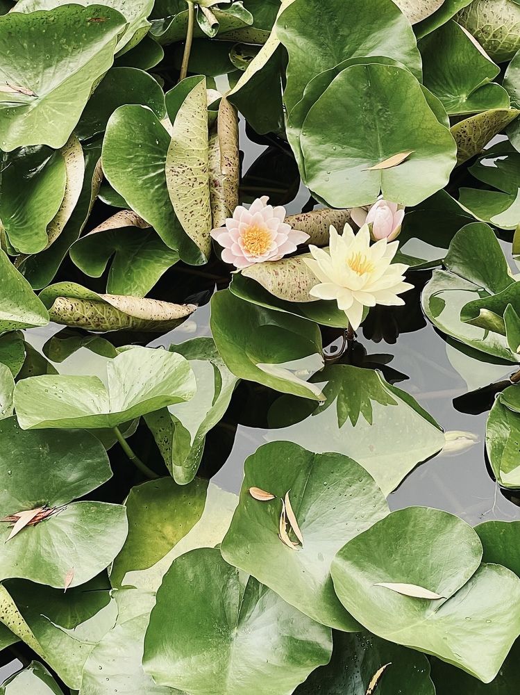 Photograph by Шевалье Татьяна