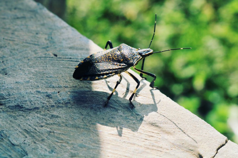 Photograph by Deasy Junita Dhani Hidayana