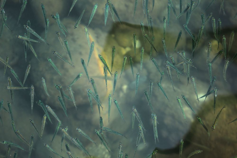 Атерина. Подводное царство! Atherina. Underwater kingdom!