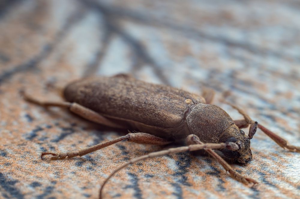 трихоферус восточный