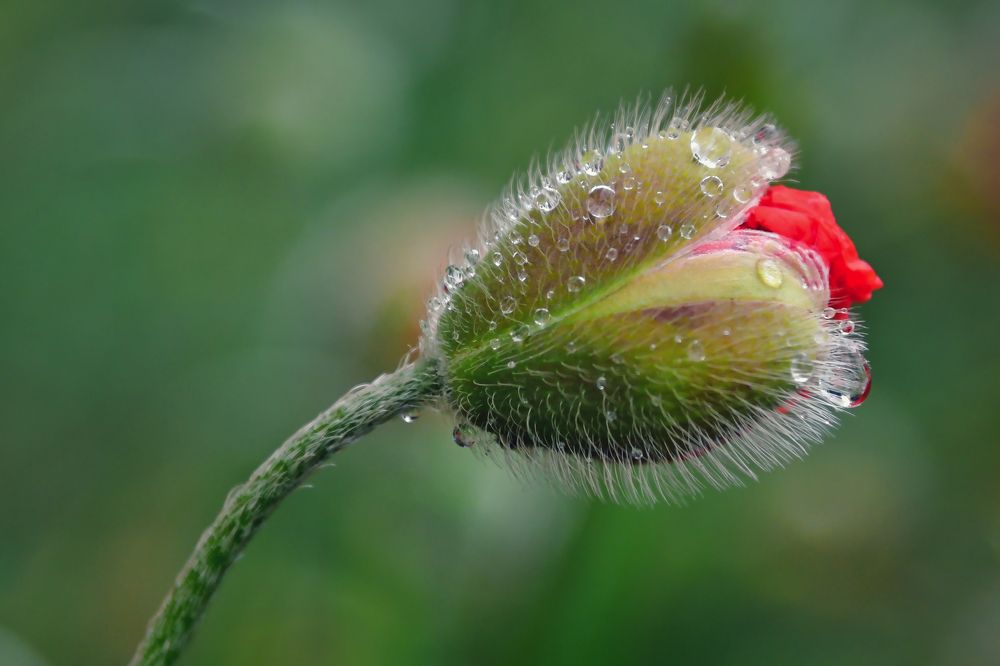Photograph by Albina Kulikova