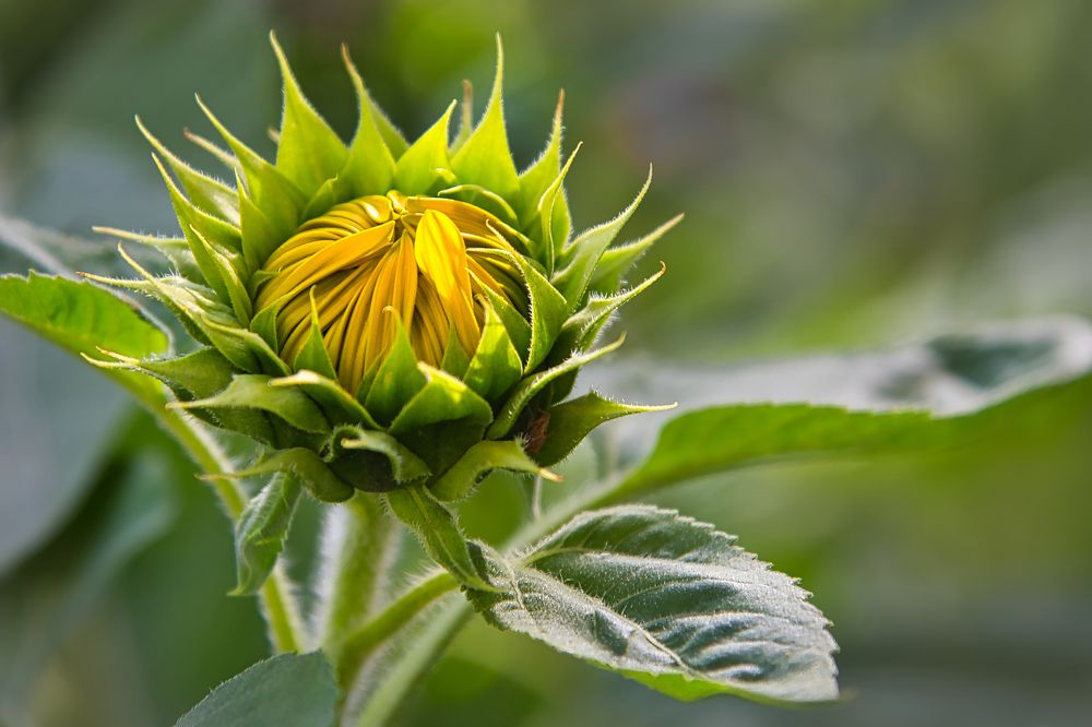 Photograph by Albina Kulikova