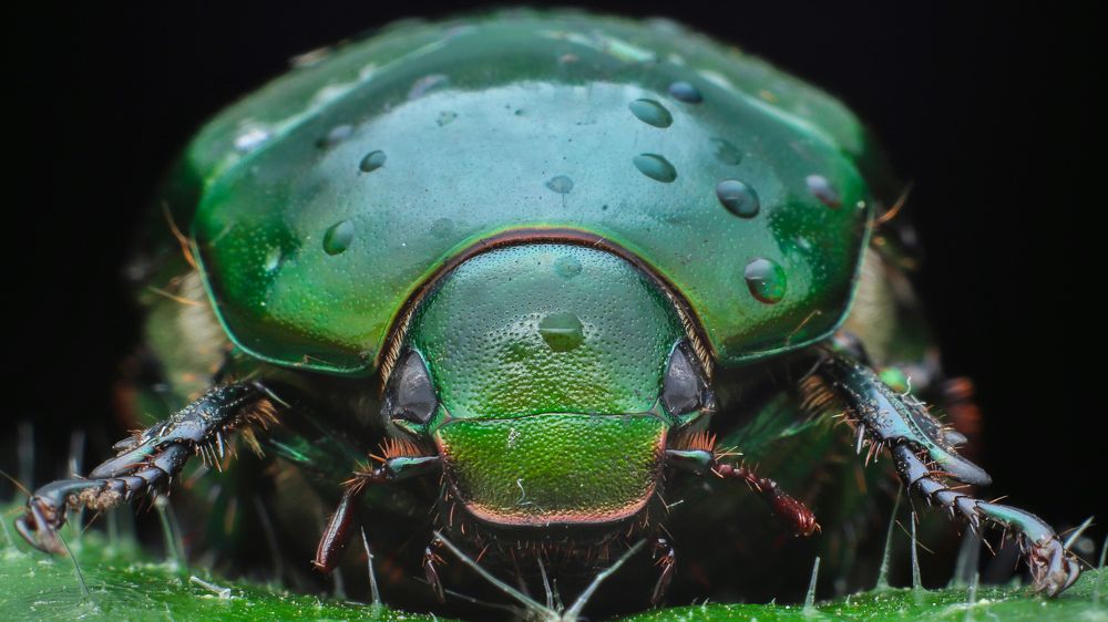 Green beetle