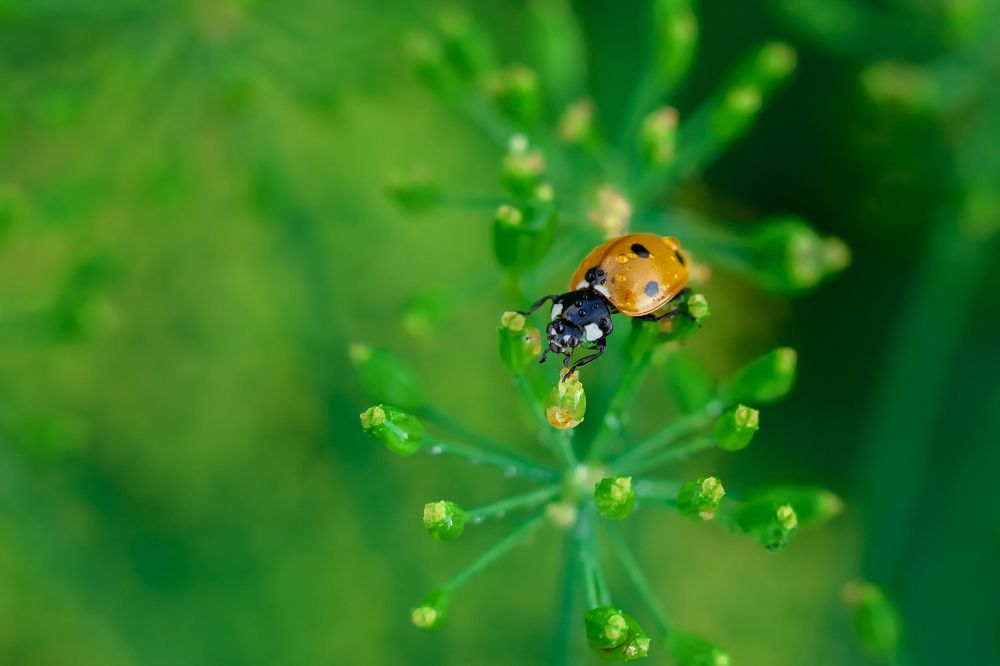 Photograph by Savchenko Ira