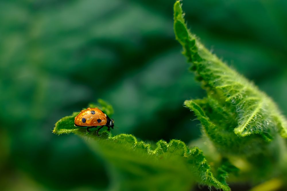 Photograph by Savchenko Ira