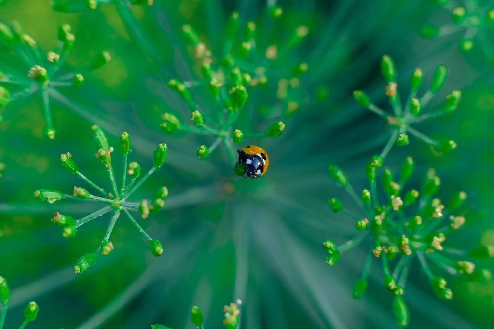 Photograph by Savchenko Ira