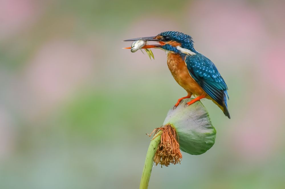 Photograph by Ranganathan Vasudevan