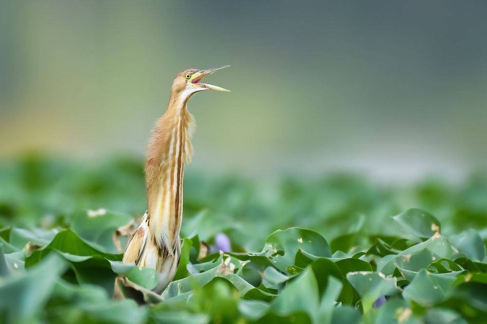 Photograph by Ranganathan Vasudevan