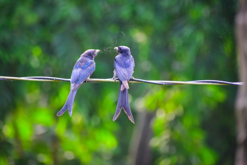 Photograph by Jishukrishna sahu