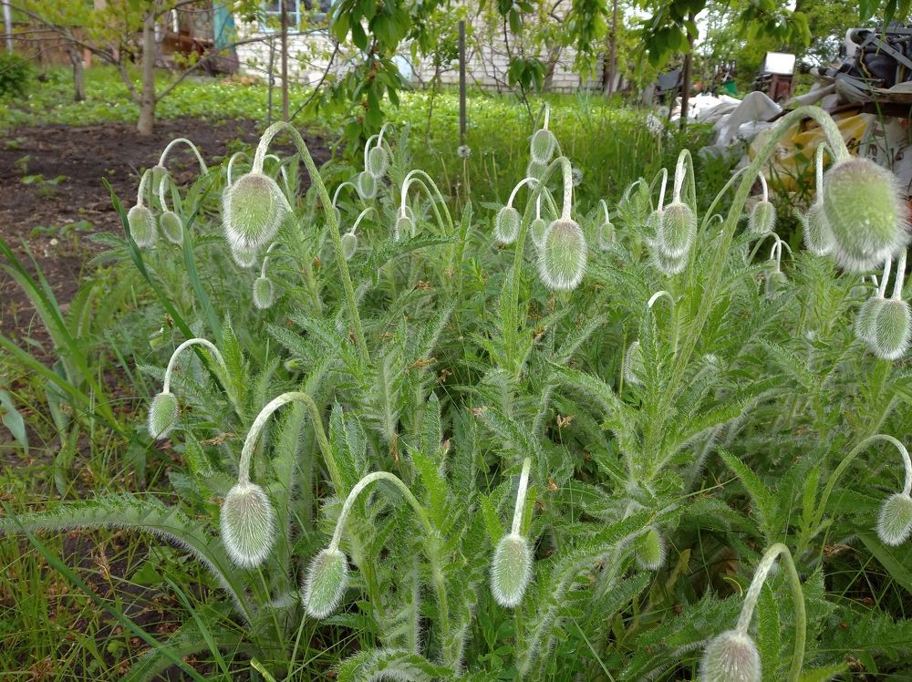 Photograph by Елена Коробченко