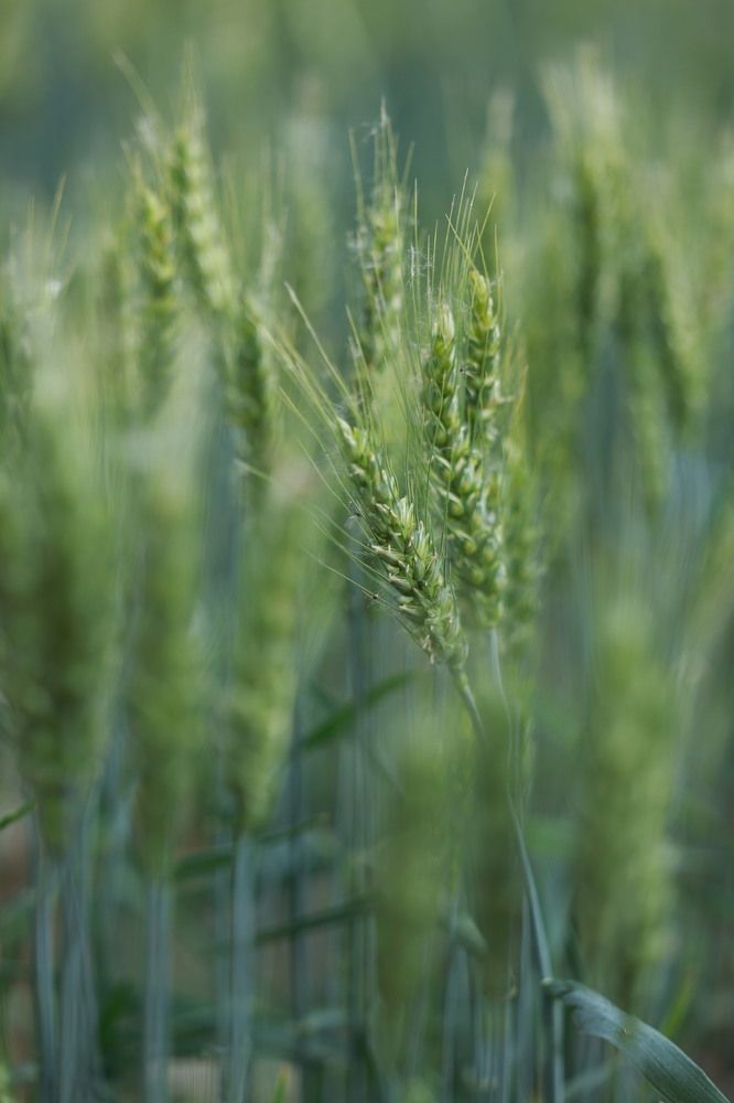 Photograph by Шевалье Татьяна