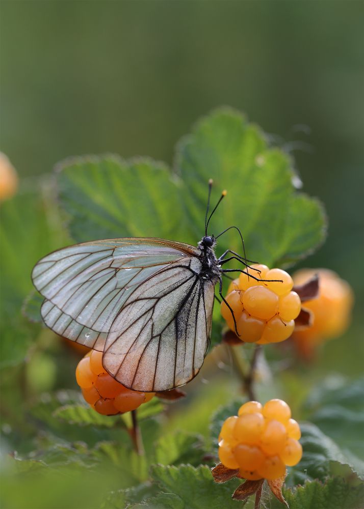 Photograph by Евгения Левина