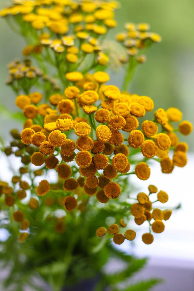 Photograph by Жанна Цветкова