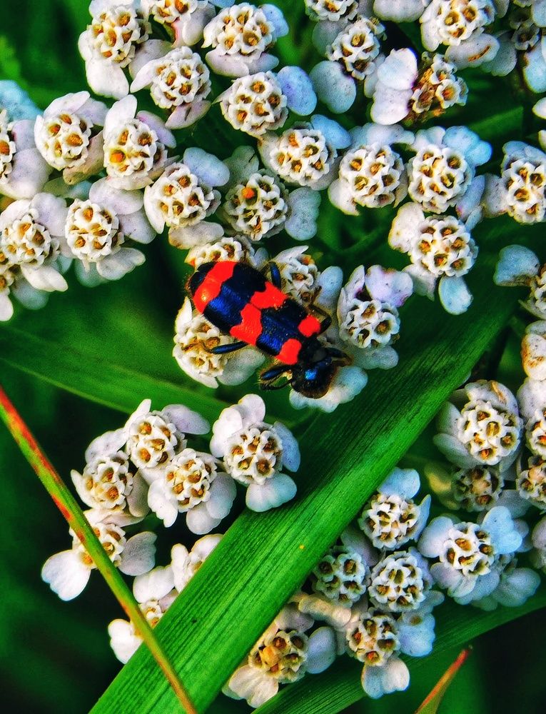 Photograph by Олеся Бронзова