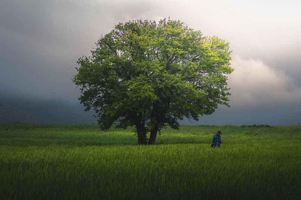 Photograph by Ali Memari