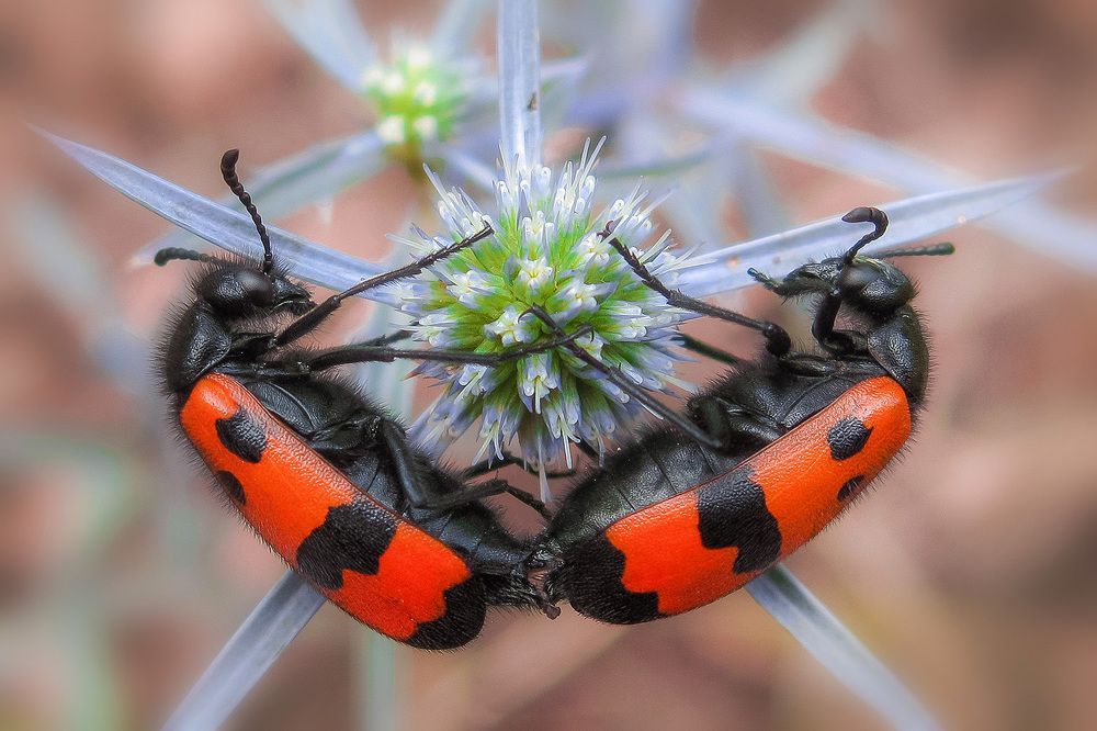 Photograph by Ali Memari