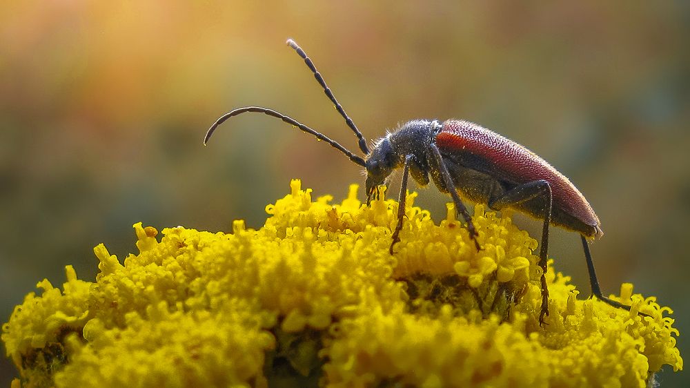 Photograph by Ali Memari