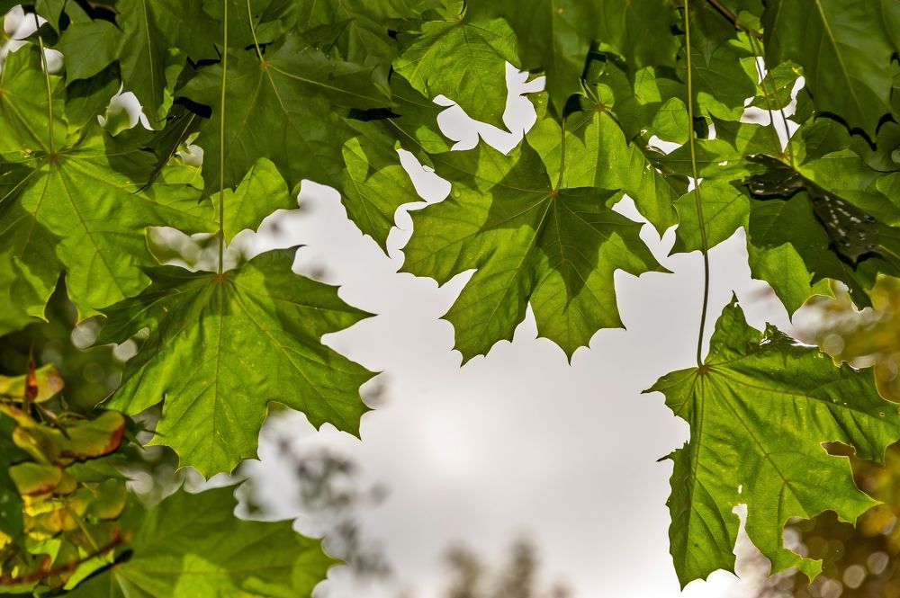 Photograph by Валерий Клейменов